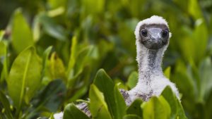 Read more about the article Red-footed booby (Sula sula) chick, Genovesa Island, Galapagos Islands, Ecuador