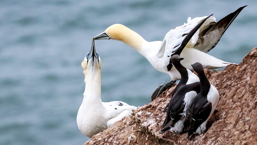 Close-up of birds perching on rock, northern gannets in East Riding of Yorkshire, England, UK
