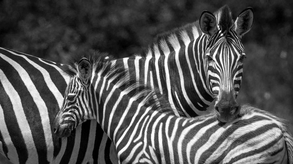 Plains zebra in Kruger national park, South Africa