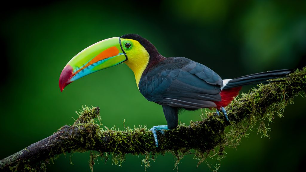 Keel-billed toucan on a branch