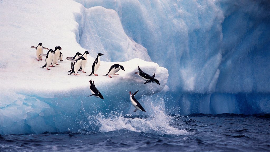 Adélie penguins diving into the sea from an iceberg at Paulet Island, Antarctica