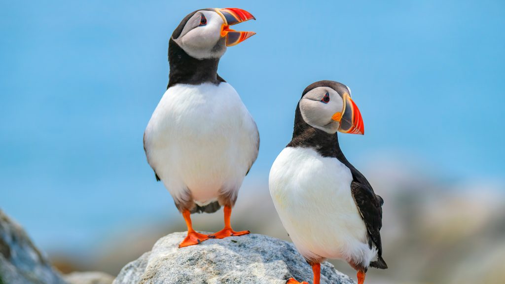 Atlantic Puffins, Machias Seal Island