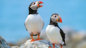 Read more about the article Atlantic Puffins, Machias Seal Island
