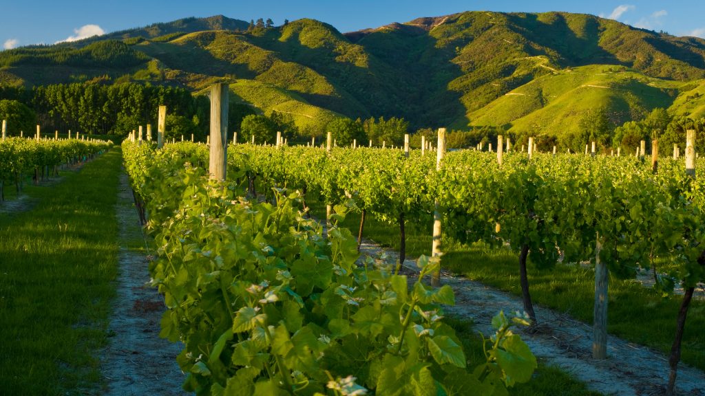 Grapes growing in vineyard, Marlborough, South Island New Zealand