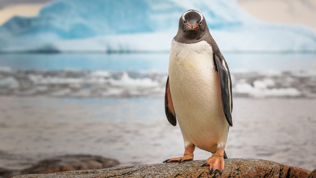 Gentoo penguin in Antarctica