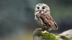 Read more about the article Northern saw-whet owl in Hamilton, Ontario, Canada