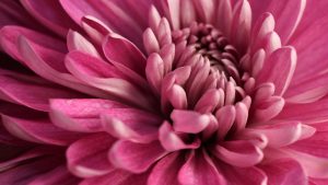 Read more about the article Pink dahlia in Portland, Oregon, USA