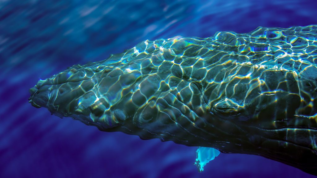 Overhead view of a humpback whale swimming underwater, Hawaii, USA