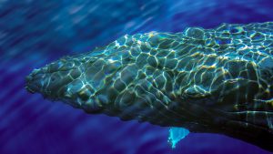 Read more about the article Overhead view of a humpback whale swimming underwater, Hawaii, USA