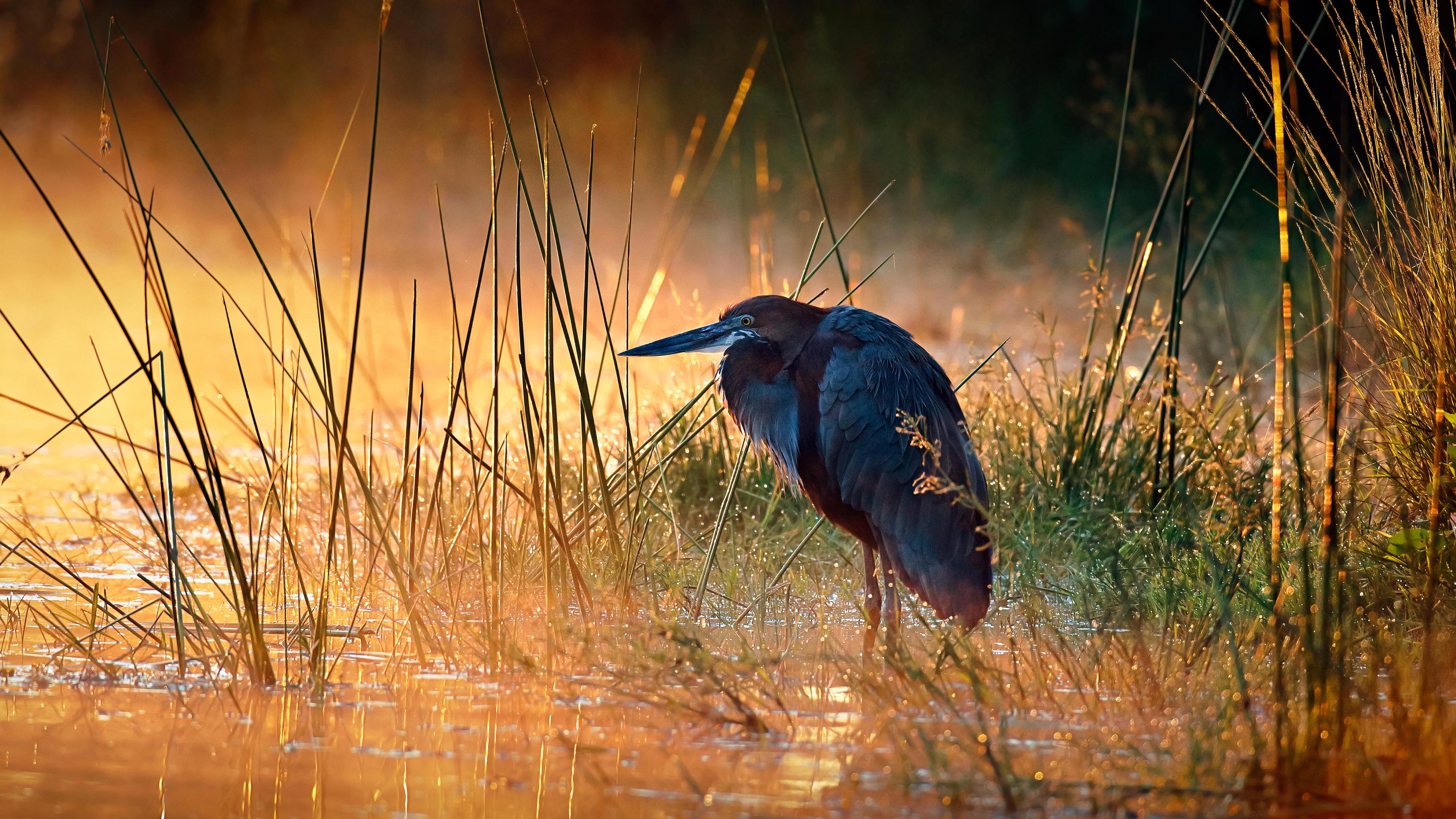 Read more about the article Goliath heron (Ardea goliath) with sunrise over misty river, Kruger National Park, South Africa