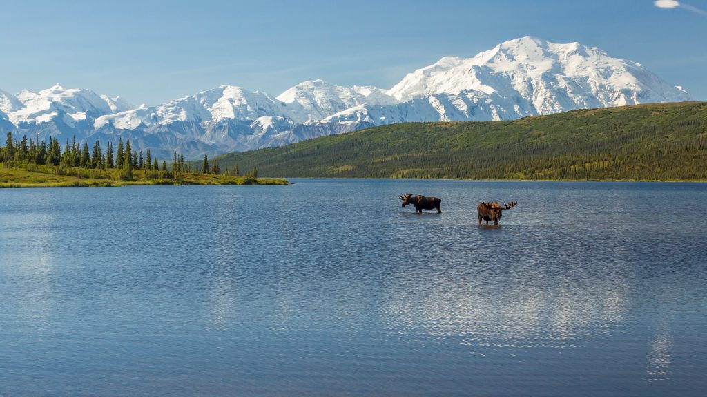 Two bull moose at Wonder Lake with the Alaska Range, Denali National Park, Alaska