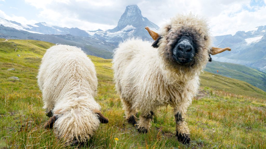 Valais Blacknose sheep grazing grass near the Matterhorn, Zermatt, Switzerland