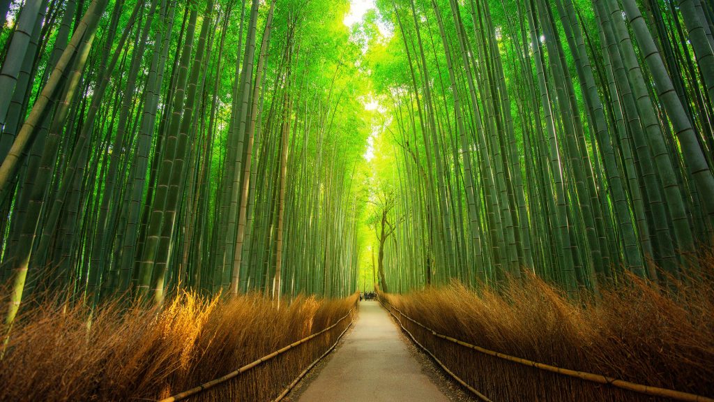 Sagano Bamboo Forest in Arashiyama, Kyoto, Japan