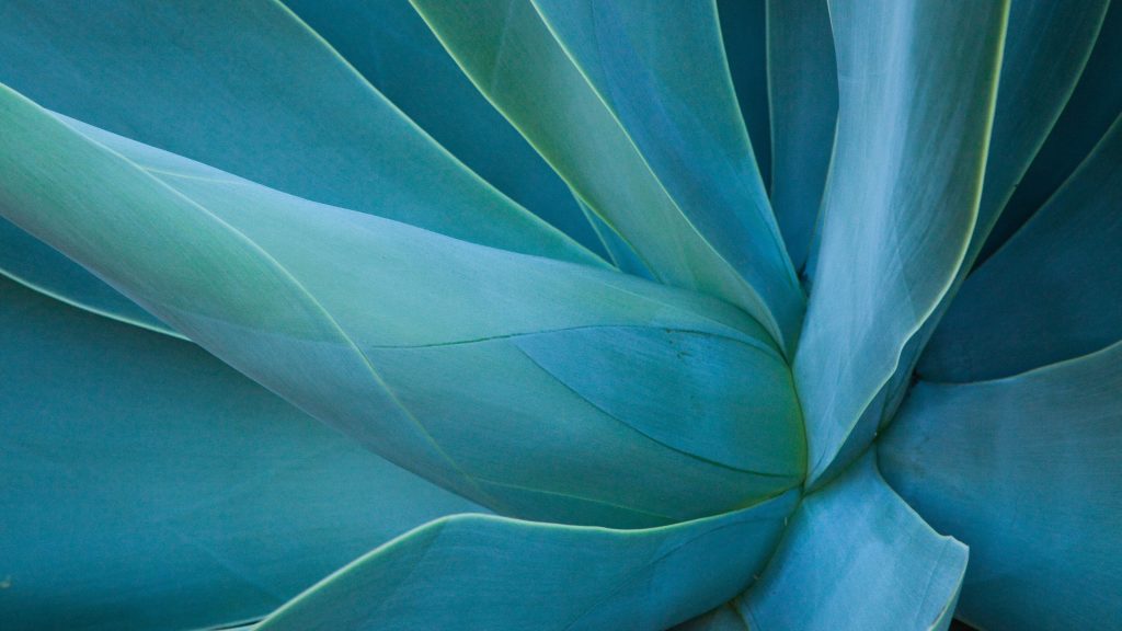 Close-up of an agave rosette, Kula, Maui, Hawaii, USA