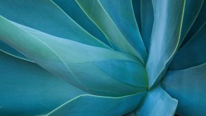 Read more about the article Close-up of an agave rosette, Kula, Maui, Hawaii, USA