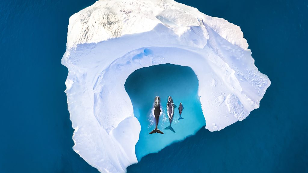 Humpback whales (Megaptera novaeangliae) among icebergs, Ilulissat Icefjord, Greenland
