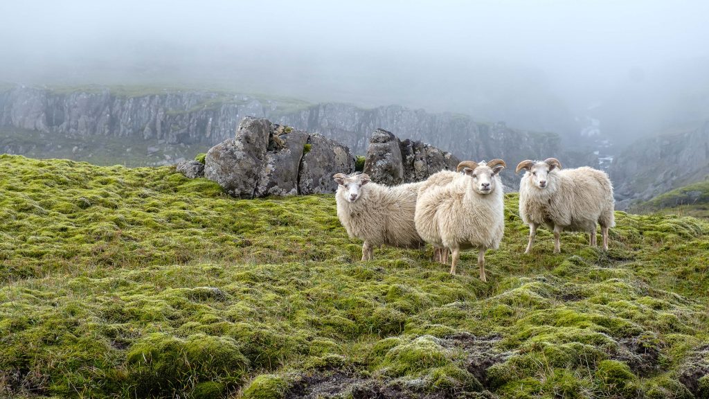 Sheep graze on the background of majestic nature, fog and moss, Iceland