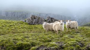 Read more about the article Sheep graze on the background of majestic nature, fog and moss, Iceland
