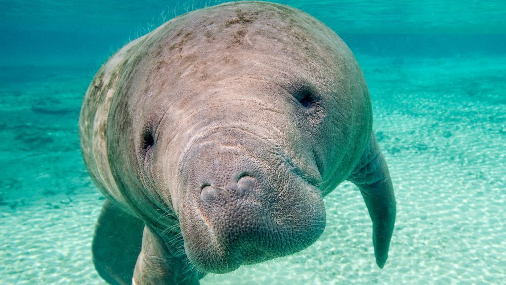 Florida manatee (Trichechus manatus latirostris), Crystal River, west-central Florida, USA