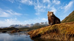 Read more about the article Brown bear in Katmai National Park and Preserve, Alaska, USA