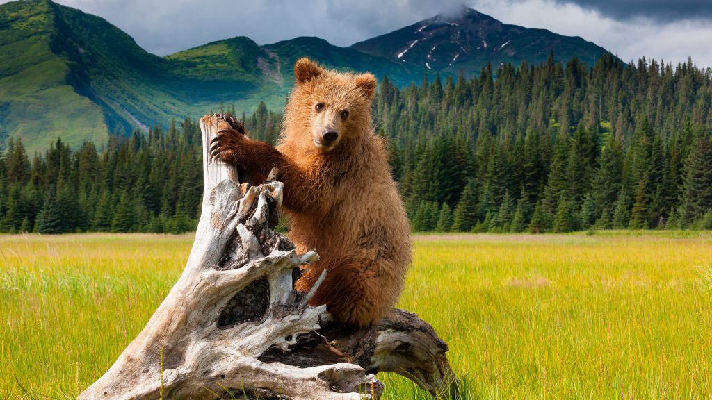 Brown bear cub in Lake Clark National Park and Reserve, Alaska, USA
