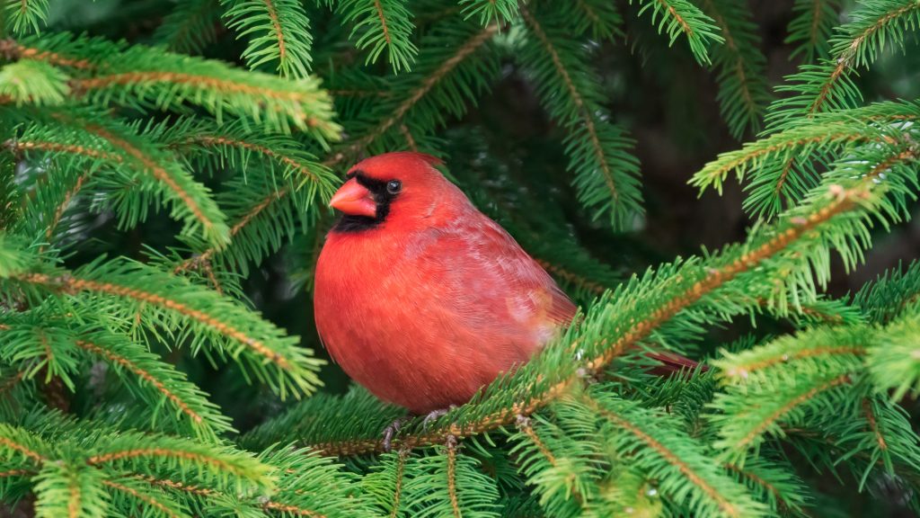 Male northern cardinal perched in pine tree, New York State, USA