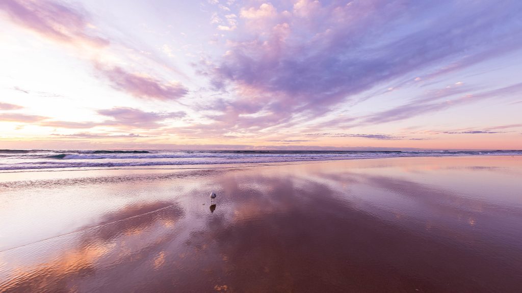 Seagull on the ocean sand beach at sunrise in Gold Coast, Queensland, Australia