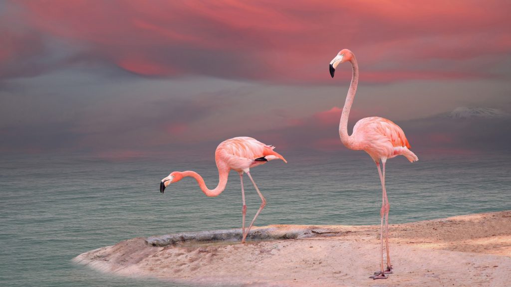 American flamingoes in the Everglades, Florida, USA