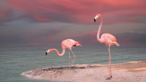 Read more about the article American flamingoes in the Everglades, Florida, USA