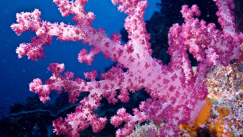 Dendronephthya carnation soft coral, Micronesia, Oceania