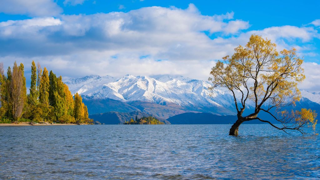 That Wanaka Tree in autumn, Lake Wanaka, New Zealand