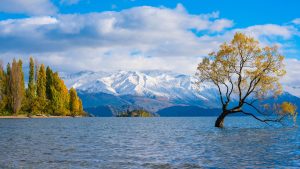 Read more about the article That Wanaka Tree in autumn, Lake Wanaka, New Zealand