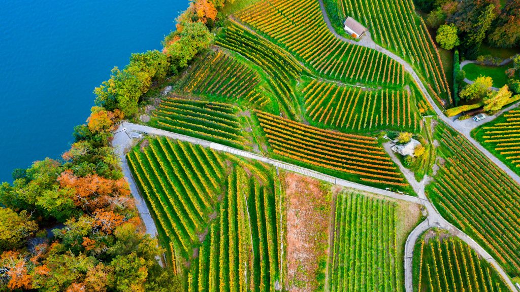 Vineyards on the lake Thun in autumn, Spiez, Bernese Oberland, Switzerland