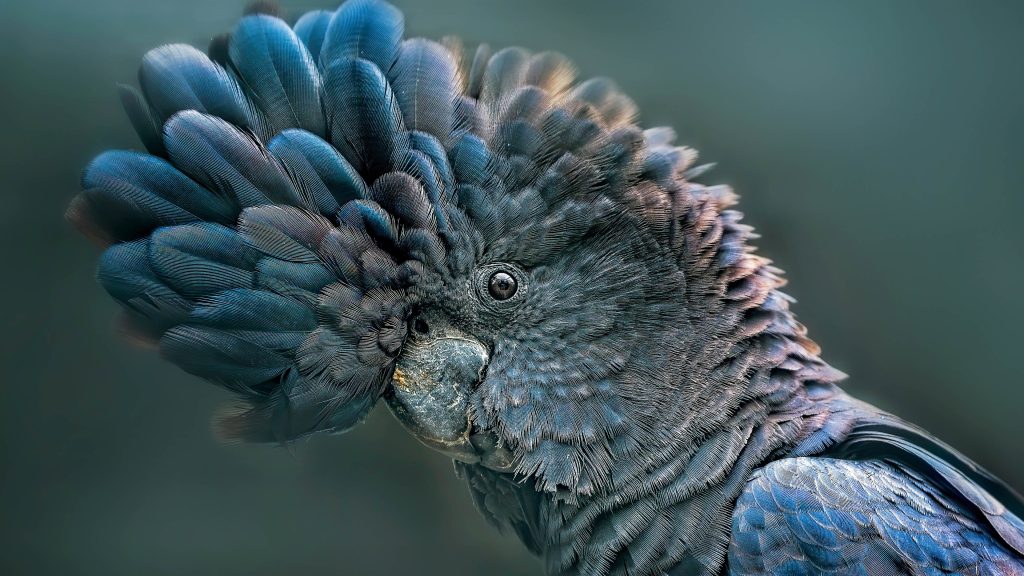 Red-tailed black cockatoo (Calyptorhynchus banksii), Australia