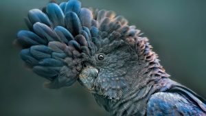 Read more about the article Red-tailed black cockatoo (Calyptorhynchus banksii), Australia