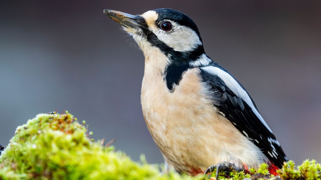 Female Great spotted woodpecker (Dendrocopos major) perched on a mossy log