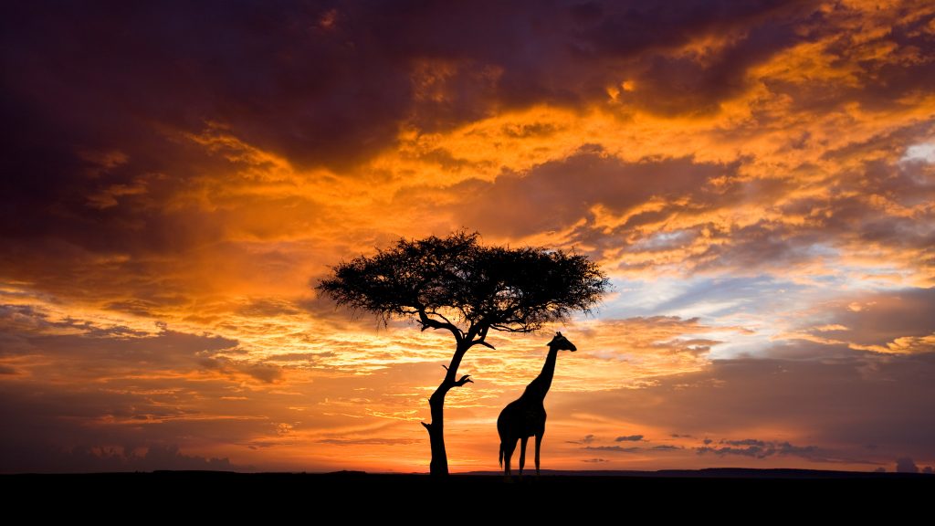 Lone silhouetted tree and Maasai giraffe at sunset in Maasai Mara, Kenya