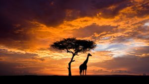 Read more about the article Lone silhouetted tree and Maasai giraffe at sunset in Maasai Mara, Kenya