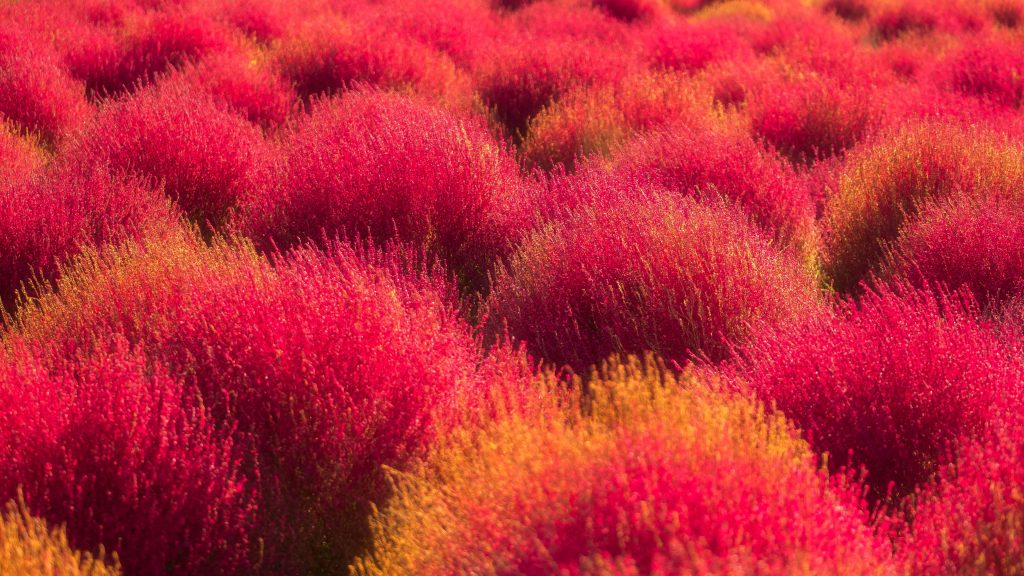 Bassia scoparia bushes, kochias hill in autumn, Hitachi Seaside Park, Ibaraki, Japan