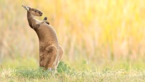 Read more about the article Western grey kangaroo, Australia