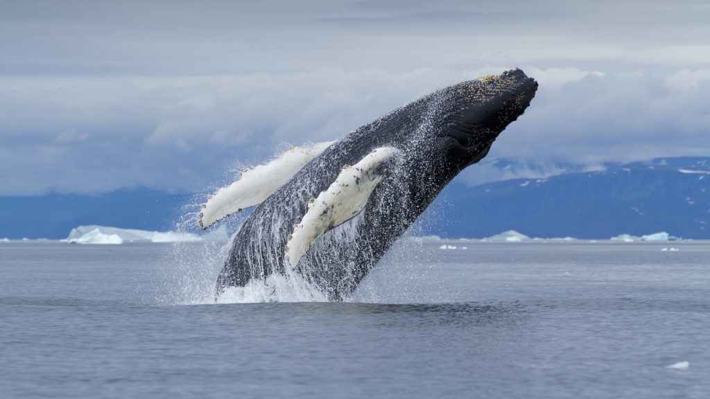 Humpback Whale calf breaching in Disko Bay near icebergs, Ilulissat, Greenland