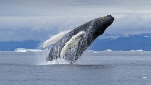 Read more about the article Humpback Whale calf breaching in Disko Bay near icebergs, Ilulissat, Greenland