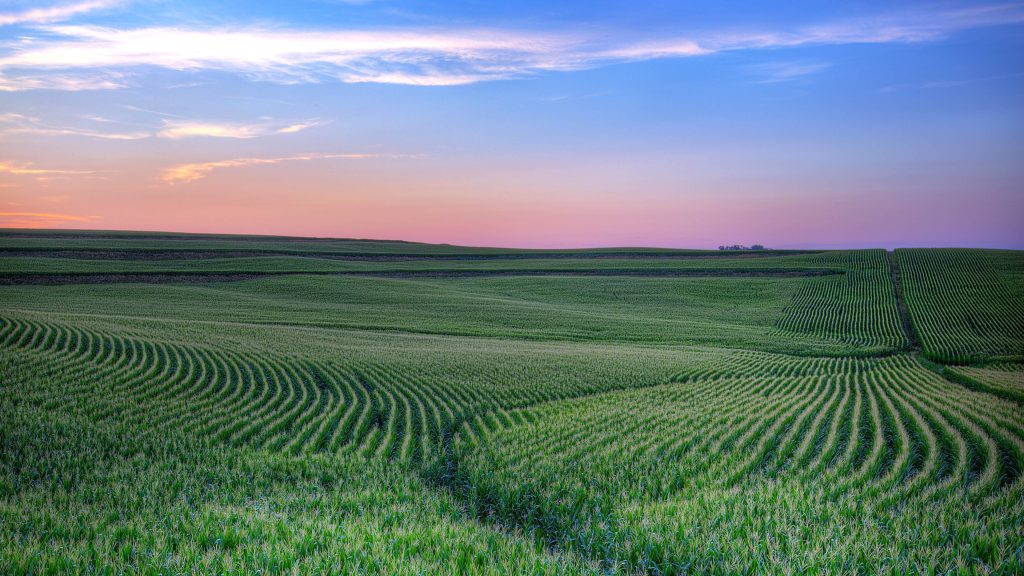 Sunset over green field of corn, field of maize in Hazel Dell Township, Iowa, USA