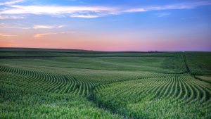 Read more about the article Sunset over green field of corn, field of maize in Hazel Dell Township, Iowa, USA