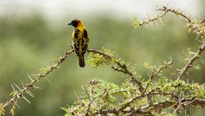 Read more about the article Village weaver on thorn covered branch in Queen Elizabeth National Park, Uganda