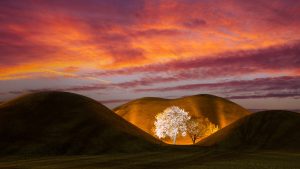 Read more about the article Daereungwon tombs with white magnolia tree in summer, Gyeongju, South Korea