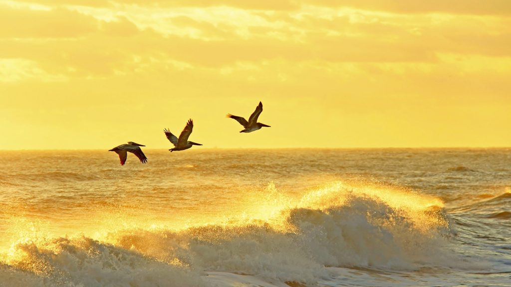 Brown pelicans against golden sky and glowing waves at sunrise, Florida, USA