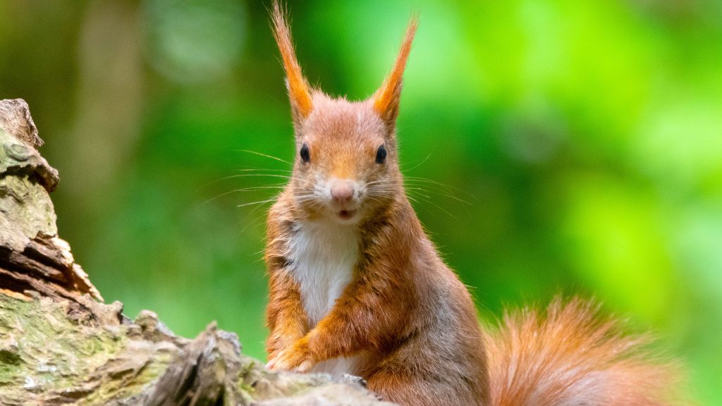 Red squirrel on a tree in Drunen, Netherlands