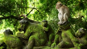 Read more about the article Long-tailed macaque in Ubud Monkey Forest, Bali, Indonesia