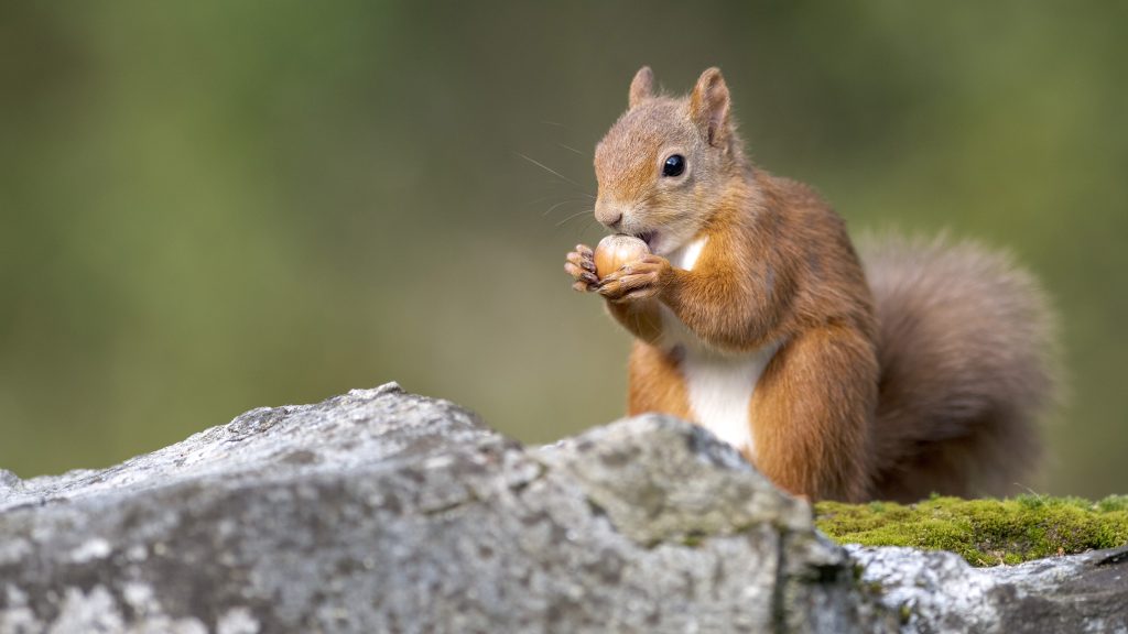 Eurasian red squirrel (Sciurus vulgaris) feeding on nut, England, UK